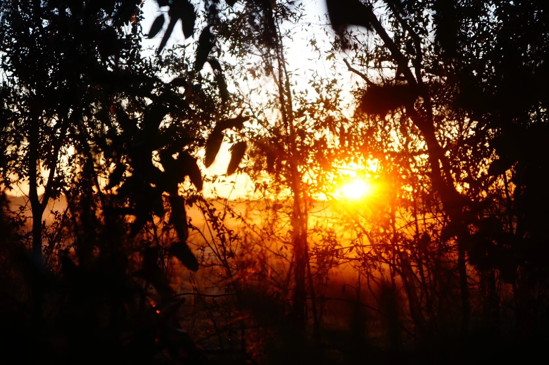 Sunset shining through trees